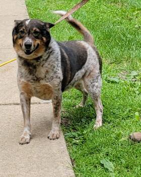 Rescue Australian Cattle Dog Blue Heeler Dogs for Adoption in Mountain City, Tennessee - Kenny | PetCurious