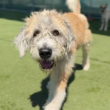Savannah (Home needed urgently!) -  Poodle and Mixed Breed Dog for Adoption in Bend, Oregon - Savannah (Home Needed Urgently!) | PetCurious
