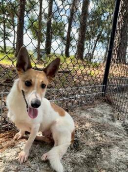 Virgo -  Mixed Breed Dog for Adoption in Georgetown, South Carolina - Virgo | PetCurious