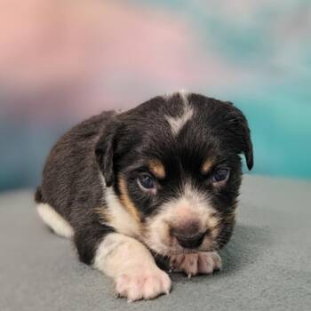 Oren -  Cattle Dog and Mixed Breed Dog for Adoption in Griswold, Connecticut - Oren | PetCurious