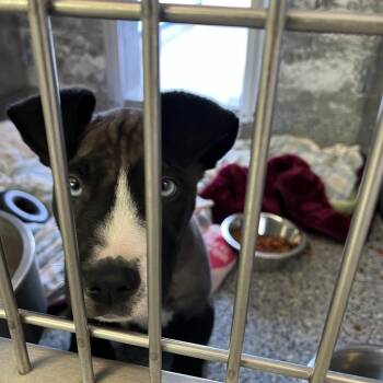 Pit Bull Terrier Dogs Available for Adoption - Smokey | PetCurious