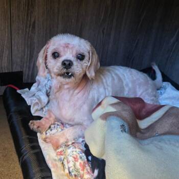 Elsa -  Shih Tzu Dog for Adoption in Chattanooga, Tennessee - Elsa | PetCurious
