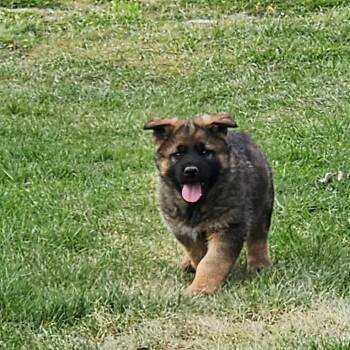 German Shepherd Dog Dogs Available for Adoption in Tacoma, Washington - Habanero | PetCurious