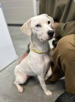 Baby -  Labrador Retriever Dog for Adoption in Seaside Heights, New Jersey - Baby | PetCurious