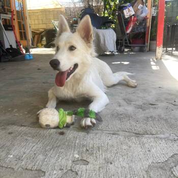 Shepherd Dogs Available for Adoption - Mama | PetCurious