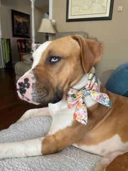 Pit Bull Terrier Dogs Available for Adoption - Squishy | PetCurious