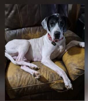 Odyssey -  Great Dane Dog for Adoption in Paoli, Indiana - Odyssey | PetCurious