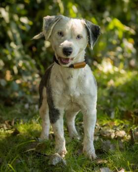 CASPIAN (0189) -  Mixed Breed Dog for Adoption in Bridgeport, Connecticut - CASPIAN (0189) | PetCurious
