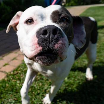 Sha Sha -  Pit Bull Terrier Dog for Adoption in Baltimore, Maryland - Sha Sha | PetCurious