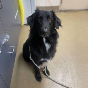 Shepherd and Mixed Breed Dogs Available for Adoption - Charlie | PetCurious