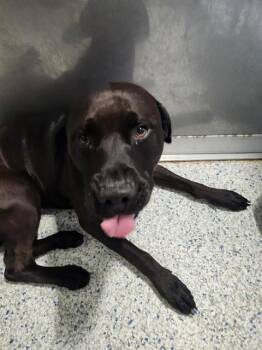 TREVOR -  Pit Bull Terrier Dog for Adoption in Brunswick, Georgia - TREVOR | PetCurious