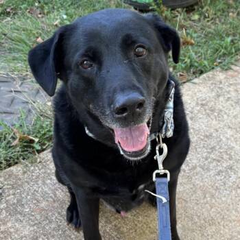 Buddha -  Black Labrador Retriever Dog for Adoption in Lynchburg, Virginia - Buddha | PetCurious