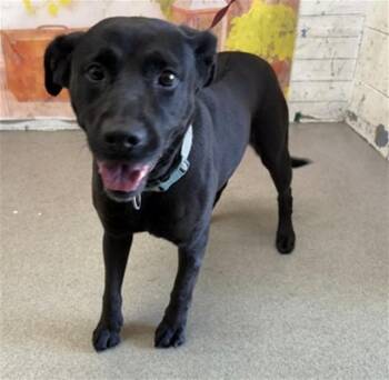 MULAN -  Labrador Retriever and Mixed Breed Dog for Adoption in San Bernardino, California - MULAN | PetCurious