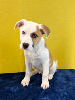 Labrador Retriever and Shepherd Dogs Available for Adoption - Caleb | PetCurious