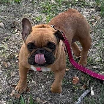French Bulldog Dogs Available for Adoption in Kingsville, Texas - Chedda | PetCurious