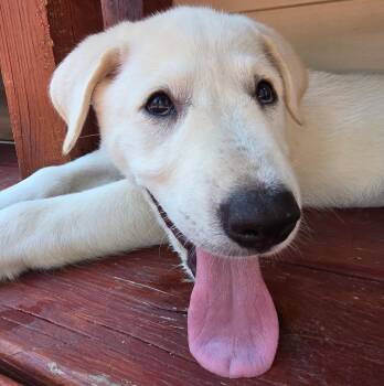 Jane ATX -  Great Pyrenees Dog for Adoption in Quinlan, Texas - Jane ATX | PetCurious
