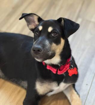 Rescue Australian Kelpie Dogs for Adoption in Southlake, Texas - Harper | PetCurious