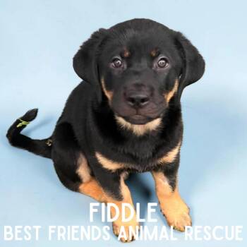 Fiddle -  Pit Bull Terrier Dog for Adoption in Wasilla, Alaska - Fiddle | PetCurious
