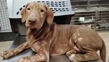 Basset Hound and Yellow Labrador Retriever Dogs Available for Adoption in Republic, Missouri - Scaley | PetCurious
