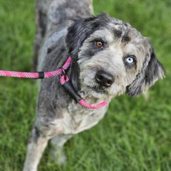 Chewy aussiedoodle Springfield -  Aussiedoodle Dog for Adoption in Shiloh, Illinois - Chewy Aussiedoodle Springfield | PetCurious