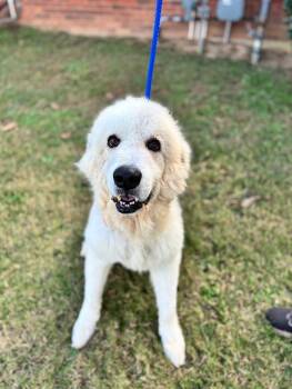 Rescue Great Pyrenees Dogs for Adoption in Aiken, South Carolina - Sam (pyr) | PetCurious