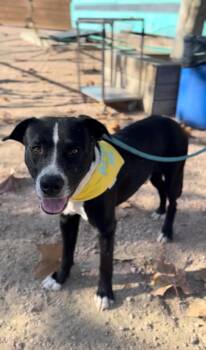 Sparky Spook -  American Staffordshire Terrier Dog for Adoption in Houston, Texas - Sparky Spook | PetCurious