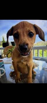 Florabelle -  Pit Bull Terrier and Labrador Retriever Dog for Adoption in Midland, Michigan - Florabelle | PetCurious