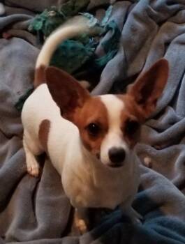 Rescue Chihuahua Dogs for Adoption in Greensboro, Georgia - Cedar | PetCurious