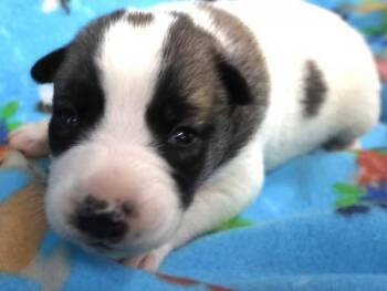 Border Collie and Shepherd Dogs Available for Adoption - Dixie | PetCurious