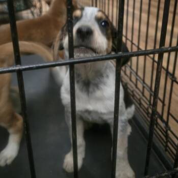 Mixed Breed Dogs Available for Adoption in Cincinnati, Ohio - Cappy (chino) | PetCurious