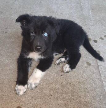 Benny -  Shepherd and Husky Dog for Adoption in Little Rock, Arkansas - Benny | PetCurious