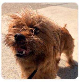 Roselyn -  Mixed Breed Dog for Adoption in West Chester, Pennsylvania - Roselyn | PetCurious