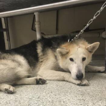 A431567 -  Siberian Husky and Mixed Breed Dog for Adoption in Conroe, Texas - A431567 | PetCurious