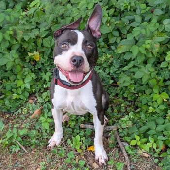 Bubbles -  Boston Terrier and Pit Bull Terrier Dog for Adoption in Charlottesville, Virginia - Bubbles | PetCurious