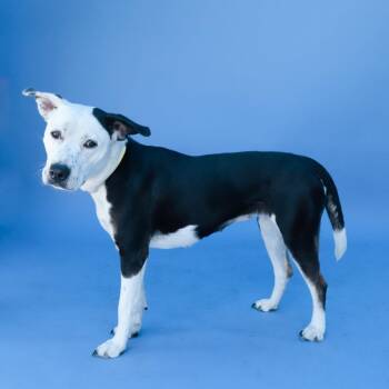 Pit Bull Terrier Dogs Available for Adoption in Pasadena, California - BABY LOYALTY | PetCurious