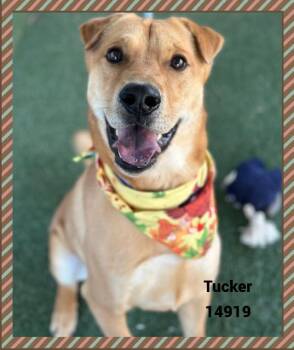 Rescue Shepherd and Shar Pei Dogs for Adoption in Marietta, Georgia - TUCKER | PetCurious