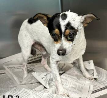 Chihuahua and Terrier Dogs Available for Adoption in New York, New York - Kingsbishop | PetCurious