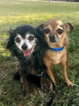 Rescue Chihuahua Dogs for Adoption in Newport Beach, California - Romeo & Juliet | PetCurious