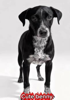 Benny -  Australian Cattle Dog Blue Heeler Dog for Adoption in Tacoma, Washington - Benny | PetCurious