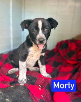 Australian Cattle Dog Blue Heeler Dogs Available for Adoption in Littleton, Colorado - Morty | PetCurious