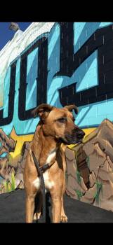 Nadia -  German Shepherd Dog Dog for Adoption in Hayward, California - Nadia | PetCurious