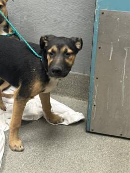 CHUBBS -  German Shepherd Dog Dog for Adoption in Las Vegas, Nevada - CHUBBS | PetCurious