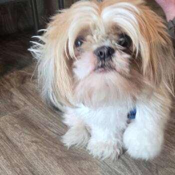 Andie -  Shih Tzu Dog for Adoption in San Jacinto, California - Andie | PetCurious