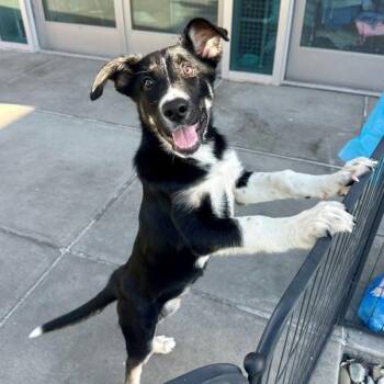 Blossom -  Siberian Husky Dog for Adoption in Walnut Creek, California - Blossom | PetCurious