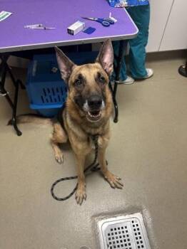 DoorDash -  German Shepherd Dog and Mixed Breed Dog for Adoption in King William, Virginia - DoorDash | PetCurious