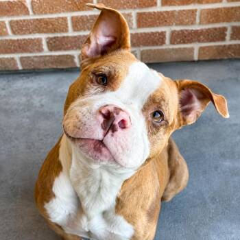 Smiley -  Pit Bull Terrier Dog for Adoption in Abbotsford, British Columbia - Smiley | PetCurious