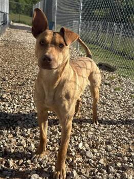 Mixed Breed Dogs Available for Adoption in Munfordville, Kentucky - Philipe | PetCurious