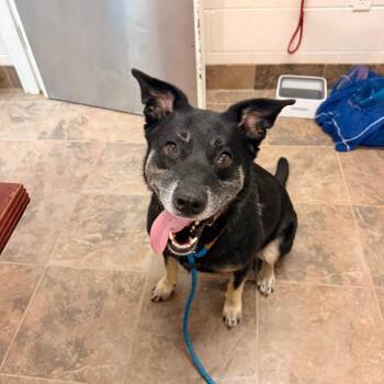 Honey -  Australian Shepherd Dog for Adoption in Gloucester, Virginia - Honey | PetCurious