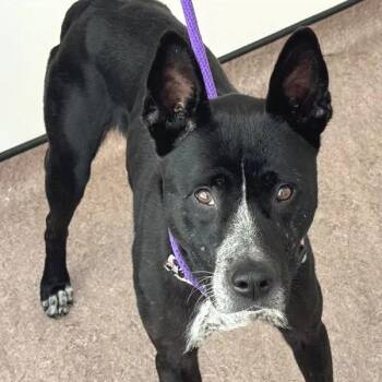 Jazzy -  Pit Bull Terrier Dog for Adoption in Brentwood, Missouri - Jazzy | PetCurious