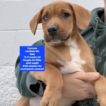 Labrador Retriever and American Bully Dogs Available for Adoption - Concrete  | PetCurious